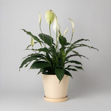 Load image into Gallery viewer, 7" Tapered Signature Planters - Earth Tones