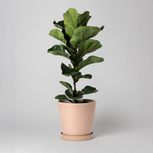 Load image into Gallery viewer, 7" Tapered Signature Planters - Earth Tones