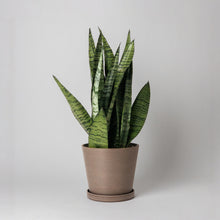Load image into Gallery viewer, 7" Tapered Signature Planters - Earth Tones
