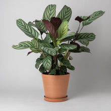 Load image into Gallery viewer, 7" Tapered Signature Planters - Earth Tones