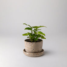 Load image into Gallery viewer, Mini Planter