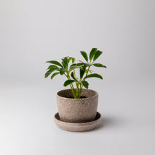 Load image into Gallery viewer, Mini Planter