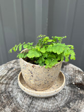Load image into Gallery viewer, Maidenhair Fern