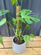 Load image into Gallery viewer, Monstera