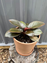 Load image into Gallery viewer, Philodendron Black Cardinal