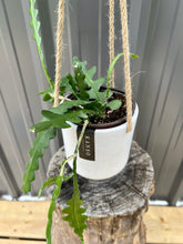 Load image into Gallery viewer, Fishbone Cactus