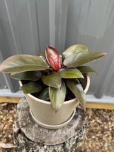 Load image into Gallery viewer, Philodendron Black Cardinal