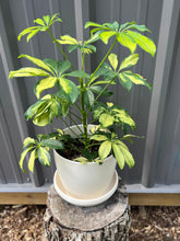 Load image into Gallery viewer, Schefflera