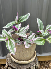 Load image into Gallery viewer, Tradescantia Nanouk