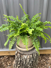 Load image into Gallery viewer, Boston Fern