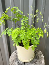 Load image into Gallery viewer, Maidenhair Fern