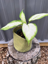 Load image into Gallery viewer, Dieffenbachia