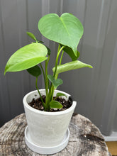 Load image into Gallery viewer, Monstera