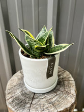 Load image into Gallery viewer, Snake Plant