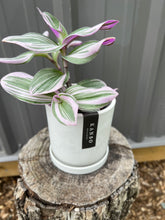 Load image into Gallery viewer, Tradescantia Nanouk