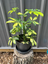 Load image into Gallery viewer, Schefflera