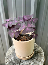 Load image into Gallery viewer, Oxalis Triangularis