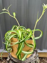 Load image into Gallery viewer, Spider Plant: Curly