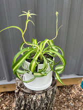 Load image into Gallery viewer, Spider Plant: Curly
