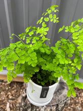 Load image into Gallery viewer, Maidenhair Fern