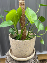 Load image into Gallery viewer, Monstera