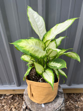 Load image into Gallery viewer, Dieffenbachia
