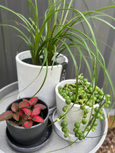 Load image into Gallery viewer, String of Pearls