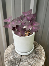 Load image into Gallery viewer, Oxalis Triangularis