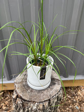 Load image into Gallery viewer, Ponytail Palm