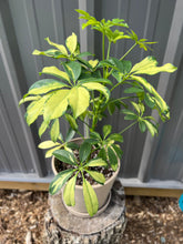 Load image into Gallery viewer, Schefflera