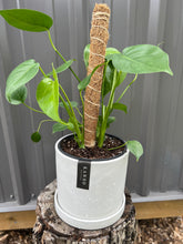 Load image into Gallery viewer, Monstera