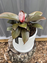 Load image into Gallery viewer, Philodendron Black Cardinal