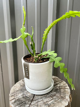 Load image into Gallery viewer, Fishbone Cactus