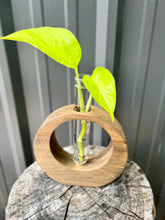 Load image into Gallery viewer, Full Moon Propagation Station