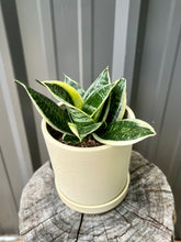 Load image into Gallery viewer, Snake Plant