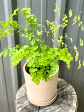 Load image into Gallery viewer, Maidenhair Fern