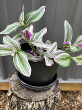 Load image into Gallery viewer, Tradescantia Nanouk