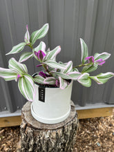 Load image into Gallery viewer, Tradescantia Nanouk