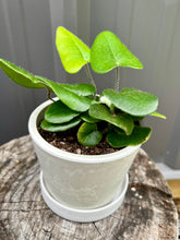 Load image into Gallery viewer, Heartleaf Fern