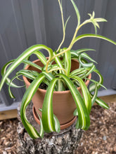 Load image into Gallery viewer, Spider Plant: Curly