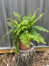 Load image into Gallery viewer, Boston Fern