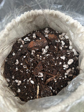 Load image into Gallery viewer, Tropical Rainforest Soil Blend