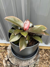 Load image into Gallery viewer, Philodendron Black Cardinal