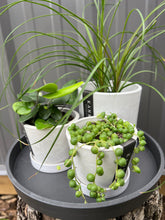 Load image into Gallery viewer, Heartleaf Fern