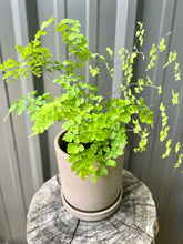 Load image into Gallery viewer, Maidenhair Fern
