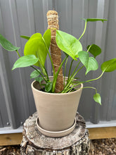 Load image into Gallery viewer, Monstera