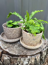 Load image into Gallery viewer, Maidenhair Fern