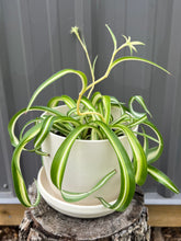 Load image into Gallery viewer, Spider Plant: Curly