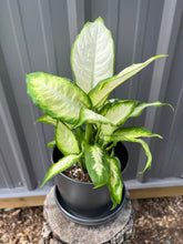 Load image into Gallery viewer, Dieffenbachia