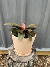 Load image into Gallery viewer, Philodendron Black Cardinal